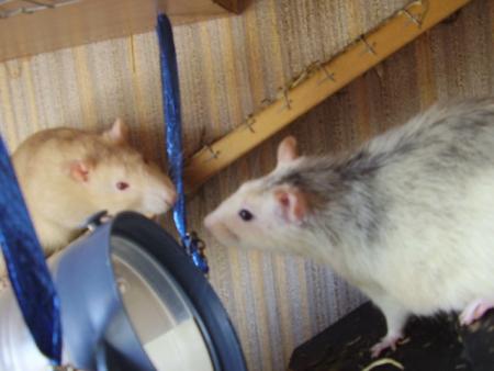 Couic & Turbo